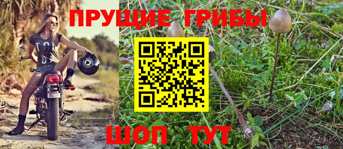 Псилоцибиновые грибы Psilocybine cubensis Жигулёвск